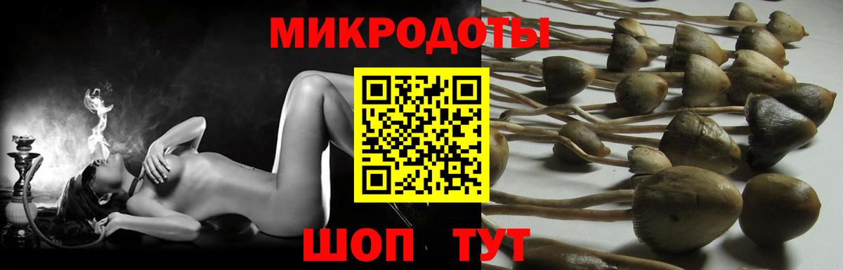 Галлюциногенные грибы Psilocybine cubensis Вологда